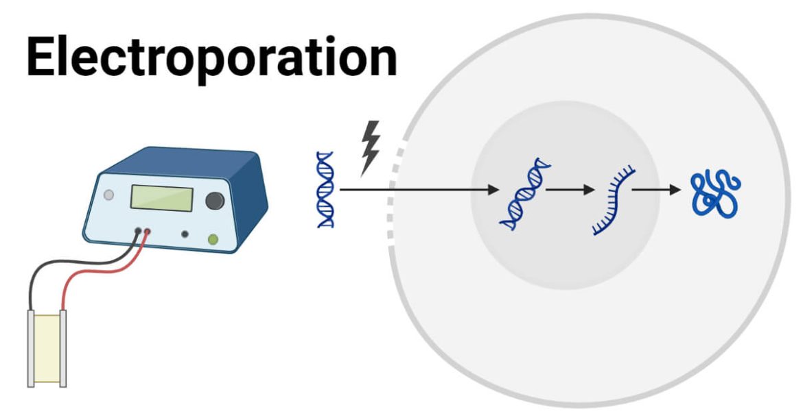 DNA and bursts of electricity prompt individuals to produce optimal antibodies