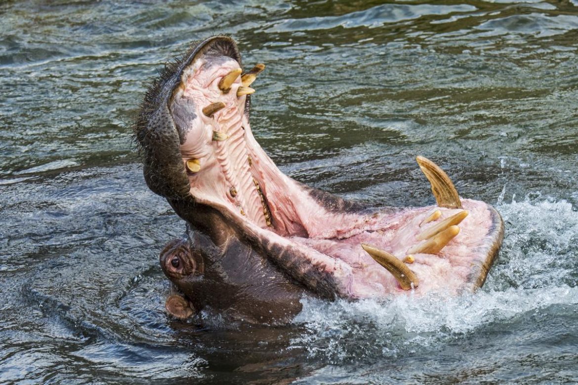 'I found myself waist-deep in a hippo's throat.' He made it through, and here’s his counsel