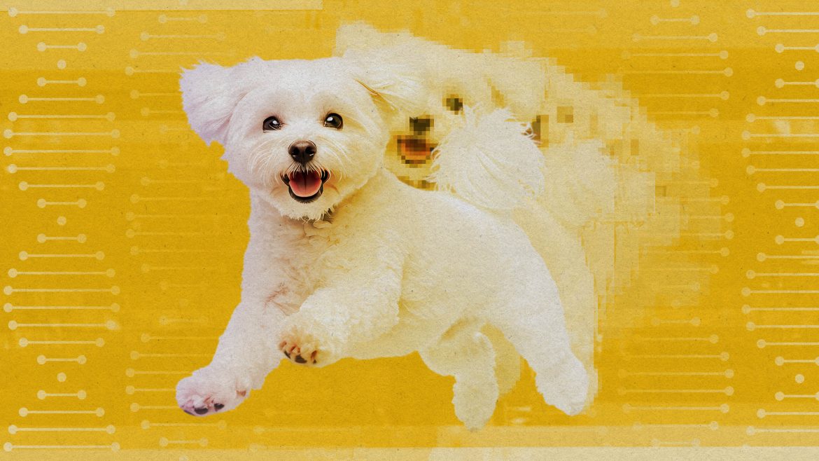 Cloning isn't solely for famous animals such as Tom Brady's pet.