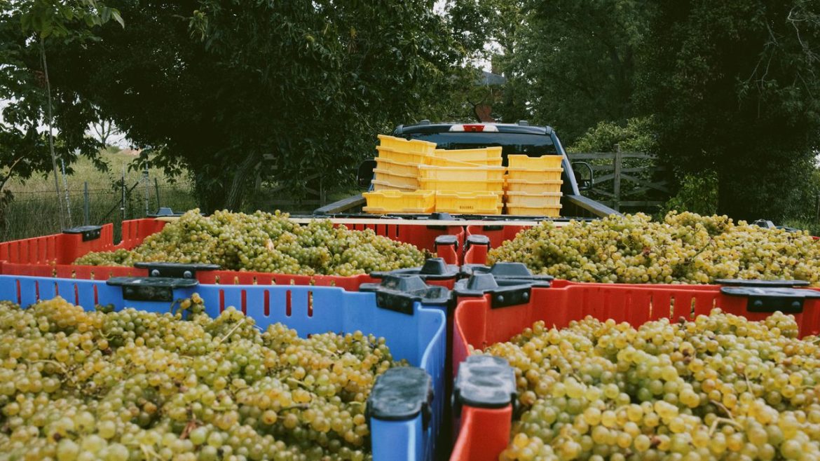 Michelin Introduces “Grape” Awards for Wine Makers