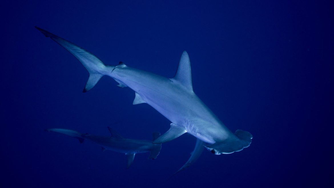 Sharks and rays secure landmark protections as nations act to curb international trade