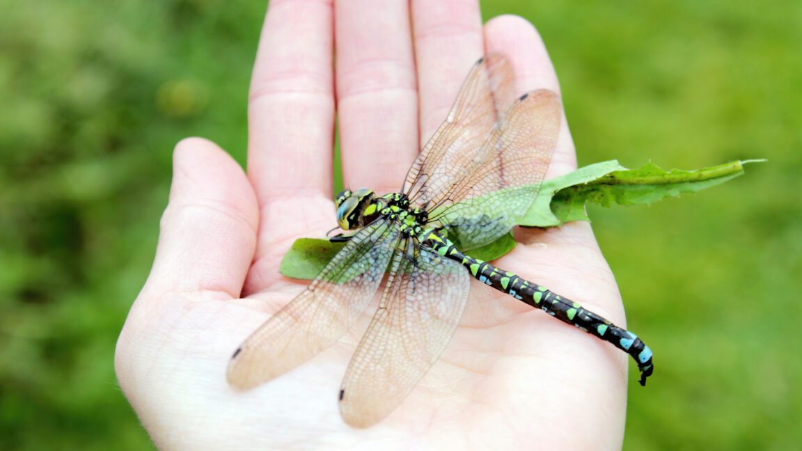 The explanation for why we no longer see two-foot-long dragonflies falls short.