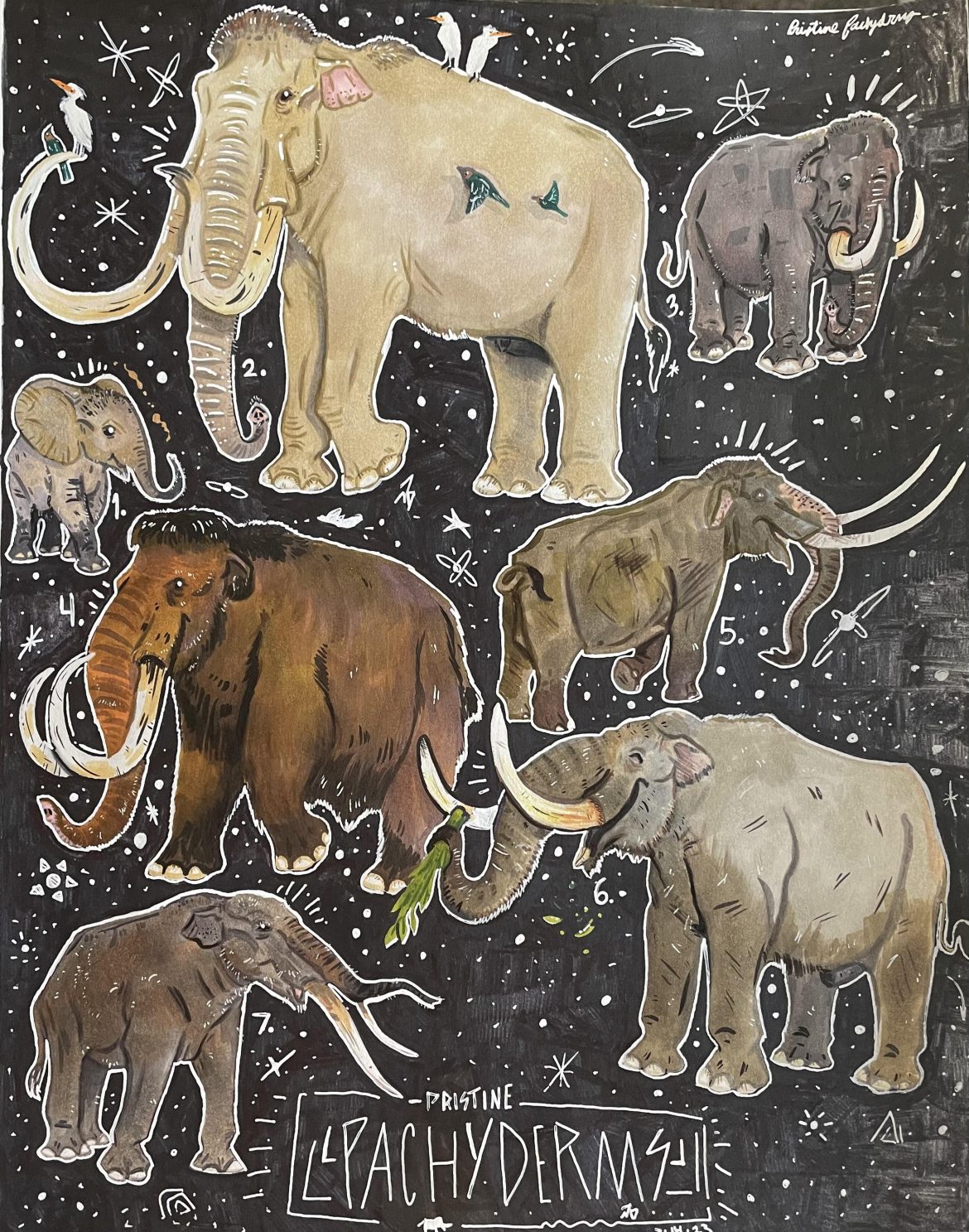 Tracking elusive "ghost elephants"