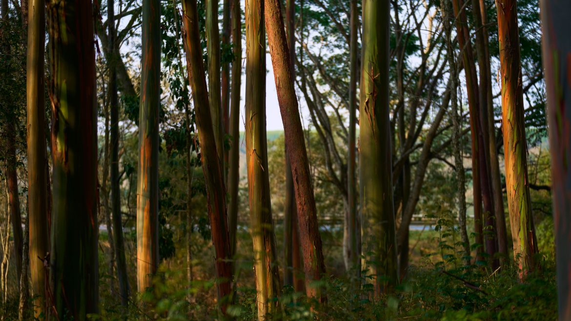 The Download: The influence of AI on employment, and data centers in outer space