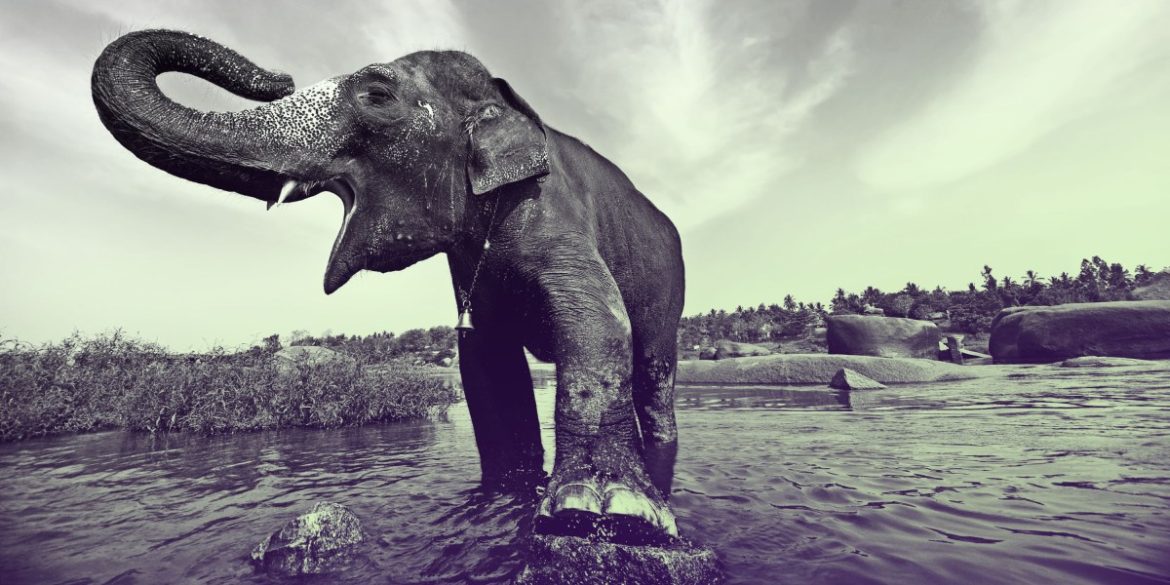 Elephant alert! AI warning systems aim to avoid deadly clashes