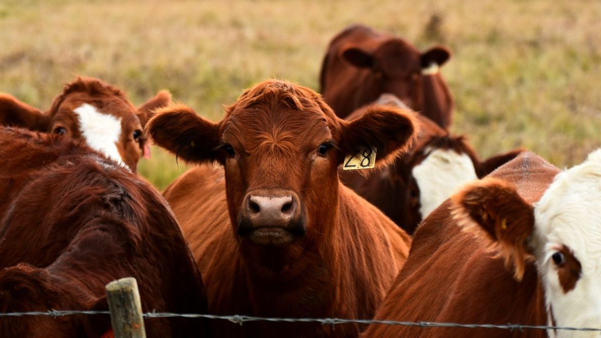 Will Your Beef Get More Expensive?